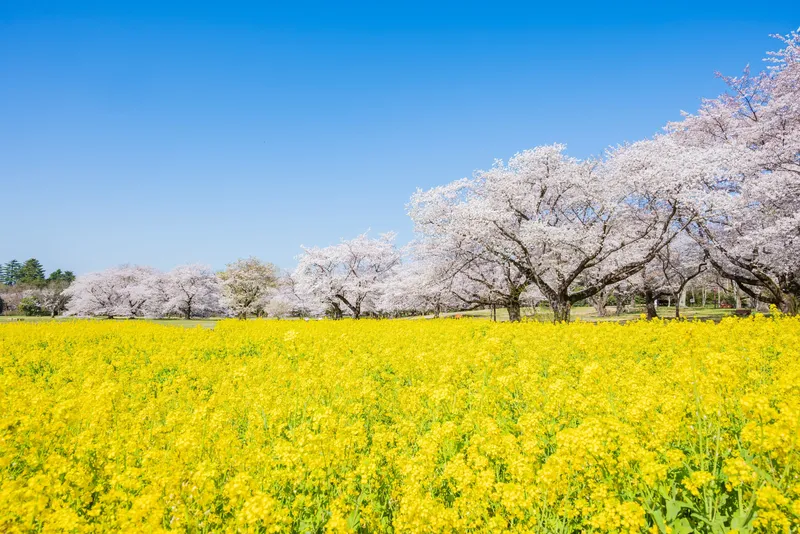 桜の園